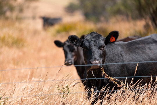 angus calm cow drinking water out of a dam. livestock water trough in a field on a cattle farm in Australia