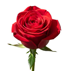 Naklejka premium Closeup of a single red rose with green leaves and stem isolated on transparent background transparent background