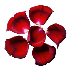 Scattered Red Rose Petals Isolated on Black Background Romantic Love Valentine Floral Decoration Concept