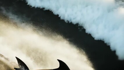 Footage A dolphin leaping out of the ocean, capturing the moment in mid-air