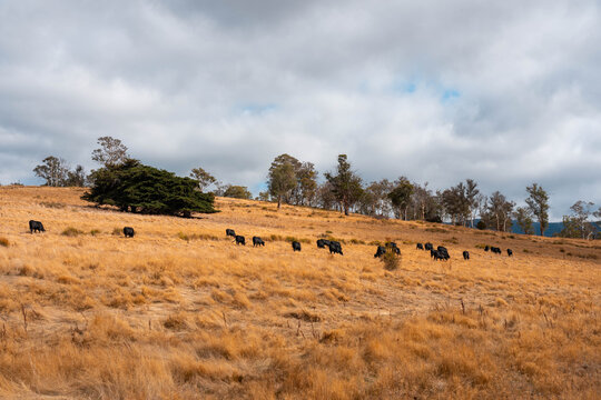 fat Beef cows and calfs grazing on grass in south west victoria, Australia. in summer grazing on dry tall pasture. breeds include angus and murray grey