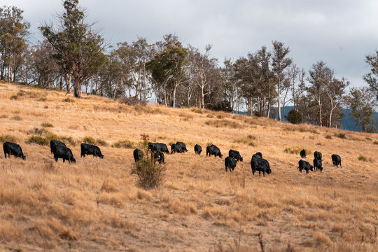 fat Beef cows and calfs grazing on grass in south west victoria, Australia. in summer grazing on dry tall pasture. breeds include angus and murray grey