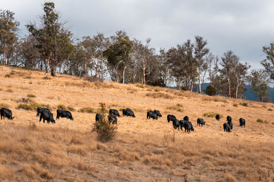 fat Beef cows and calfs grazing on grass in south west victoria, Australia. in summer grazing on dry tall pasture. breeds include angus and murray grey
