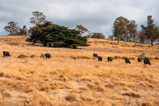 fat Beef cows and calfs grazing on grass in south west victoria, Australia. in summer grazing on dry tall pasture. breeds include angus and murray grey