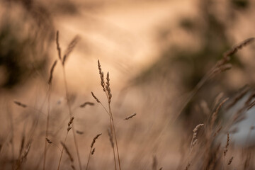 summer grassland Pasture crop of phalaris grass seedhead on a farm in Australia