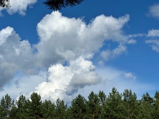 Obraz premium clouds over the forest