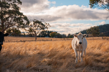 fat Beef cows and calfs grazing on grass in south west victoria, Australia. in summer grazing on dry tall pasture. breeds include angus and murray grey © Phoebe