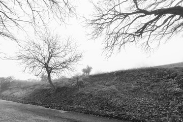 Trees in the fog in winter day, black and white