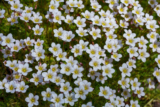 A perennial evergreen herbaceous plant, a hybrid species of the genus Saxifraga of the family Saxifragaceae