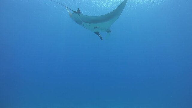 A magnificent Manta Ray swims gracefully in the crystal-clear, azure waters. The creature appears to fly effortlessly through the ocean, a ballet of oceanic beauty.