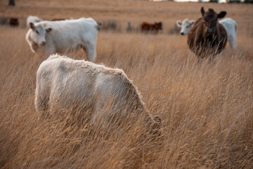 Sustainable agriculture being practiced storing carbon in the soil with cows and livestock. Herd of cattle portraits
