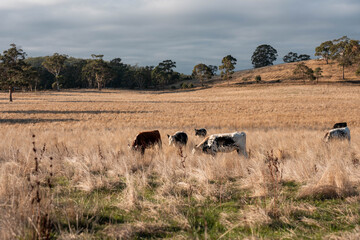 Obraz premium Sustainable agriculture being practiced storing carbon in the soil with cows and livestock. Herd of cattle portraits