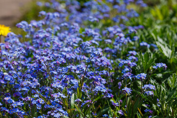Obraz premium Forget-me-not (myosotis) blossoms in spring garden. Blue flowers in springtime. Floral background. Natural wallpaper