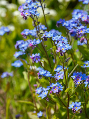 Fototapeta premium Forget-me-not (myosotis) blossoms in spring garden. Blue flowers in springtime. Floral background. Natural wallpaper
