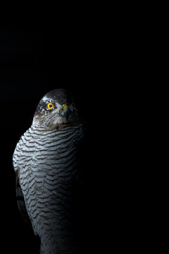 Portrait of a northern sparrowhawk perching in the dark forest