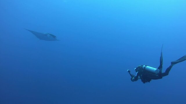 A scuba diver equipped with a camera swims in the vast ocean, encountering a large manta ray gracefully gliding through the water during an open water dive.