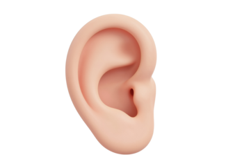 The Anatomy of Hearing