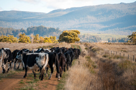 fat Beef cows and calfs grazing on grass in south west victoria, Australia. in summer grazing on dry tall pasture. breeds include angus and murray grey
