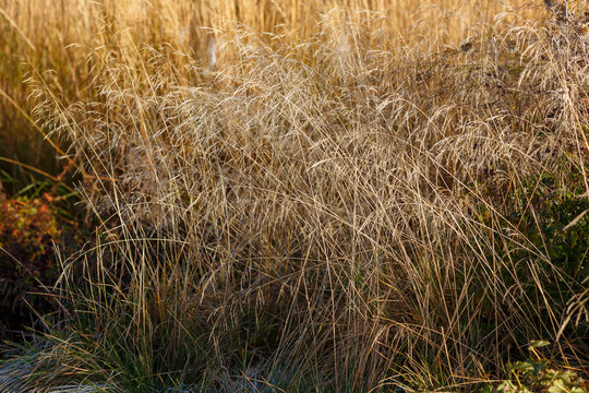 Deschampsia cespitosa in autumn garden. Decorative cereals and grasses in landscape design