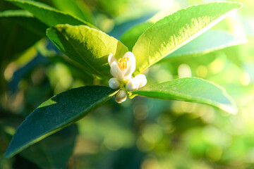 Elegant Citrus Blossom and Green Leaves in Soft Natural Light