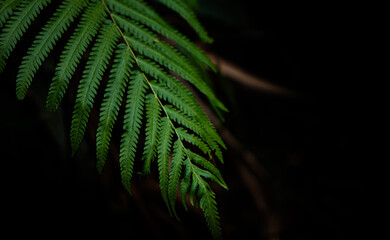 Vibrant Green Fern Leaf Against Dark Background in Nature Setting