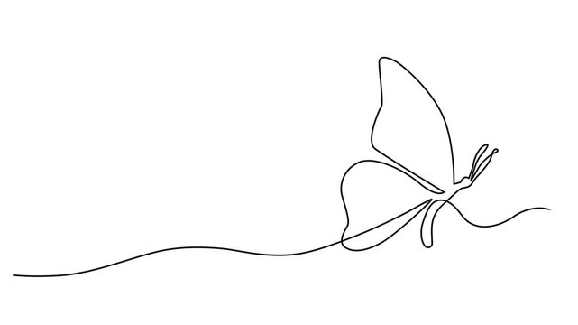 Butterfly drawing with one continuous line. Single line design of beautiful butterfly for business, social media. Concept of spring,  Animation on white background HD. Self drawing animation .