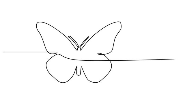 Butterfly drawing with one continuous line. Single line design of beautiful butterfly for business, social media. Concept of spring,  Animation on white background HD. Self drawing animation .