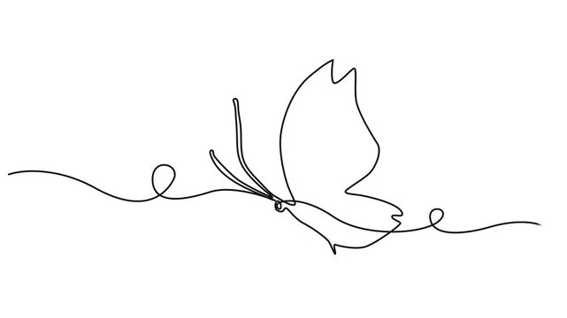 Butterfly drawing with one continuous line. Single line design of beautiful butterfly for business, social media. Concept of spring,  Animation on white background HD. Self drawing animation .