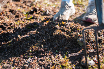 Obraz premium scientist researcher studying soil and forest health effects from climate change. university student research on bush soil structure and biology diversity. holding a soil sample in hand