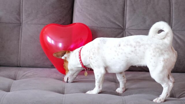 Cute Jack Russell terrier approaches red inflatable balloon heart and runs away scared. Concept of Valentine's Day, animal love and gifts. Home environment on couch. White and brown puppy in close-up
