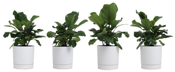 Beautiful potted lyre leaved fig isolated on white. Collage with house plant