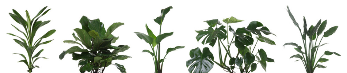Lush green house plants isolated on white, set