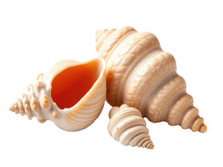 High-quality image of two seashells on a white background, ideal for use in coastal-themed designs or as a symbol of protection
