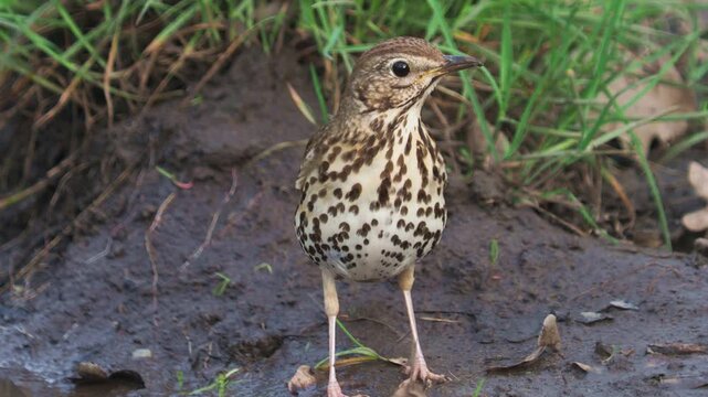 The song thrush bird on the ground in a forest, Turdus philomelos