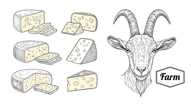 Detailed goat head portrait next to various types of goat cheese wheels and slices, highlighting fresh organic farm-to-table products.