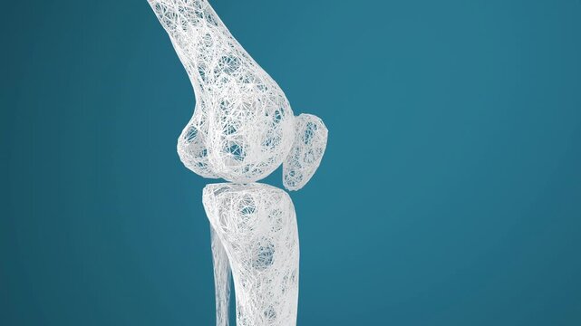
Leg bones and knees, 3d rendering 4k