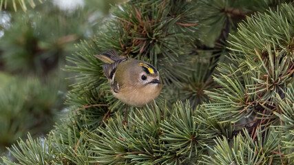 Goldcrest perched on a tree in a snowy day.