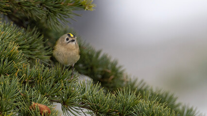 Goldcrest perched on a tree in a snowy day.