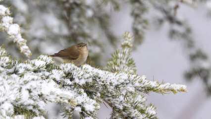 Common chiffchaff perched on a snowy tree.