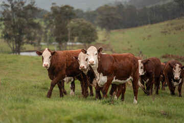 Obraz premium australian cows on a farm practicing Regenerative Beef Farming, Carbon Neutral Ranching, and Soil Health