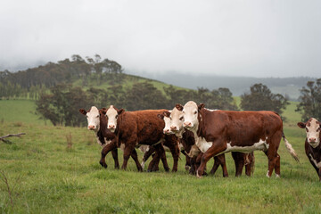 Fototapeta premium australian tasmanian cow farm Regenerative Beef Farming, Carbon neutral Ranching, and Soil Health