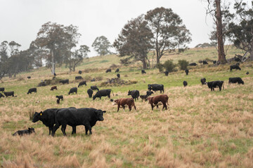 australian cows on a farm practicing Regenerative Beef Farming, Carbon Neutral Ranching, and Soil Health