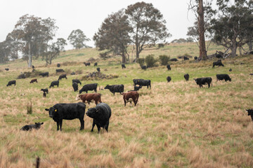 Fototapeta premium australian cows on a farm practicing Regenerative Beef Farming, Carbon Neutral Ranching, and Soil Health