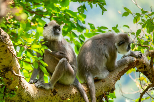 Gray hanuman langurs on a tree. Monkeys in the wild in the jungles of Sri Lanka. Troop of monkeys on trees. Wildlife scene with wild animals.