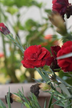 Red rose close-up, vertical floral photography
