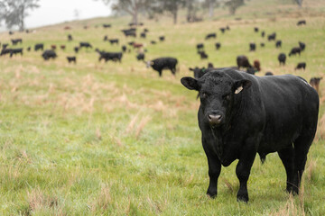 australian cows on a farm practicing Regenerative Beef Farming, Carbon Neutral Ranching, and Soil Health