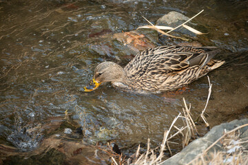 Female mallard duck swimming in shallow stream