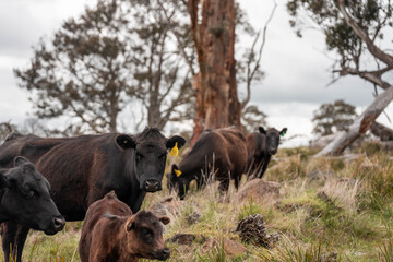 australian cows on a farm practicing Regenerative Beef Farming, Carbon Neutral Ranching, and Soil Health