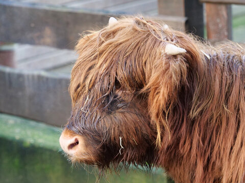 Head of a Scottish Highland cow Kyloe