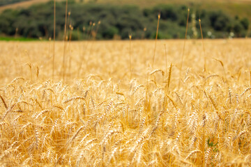 Wheat field on a sunny day. Grain farming, ears of wheat close-up. Agriculture, growing food...